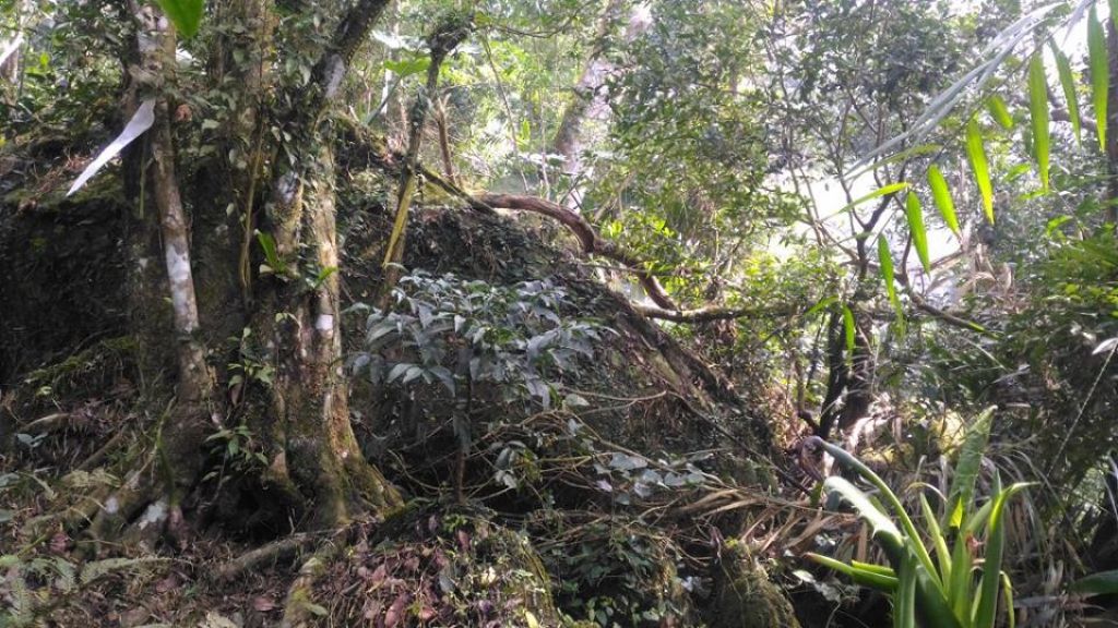 三腳南山〈H1187M〉（小百岳）_294411