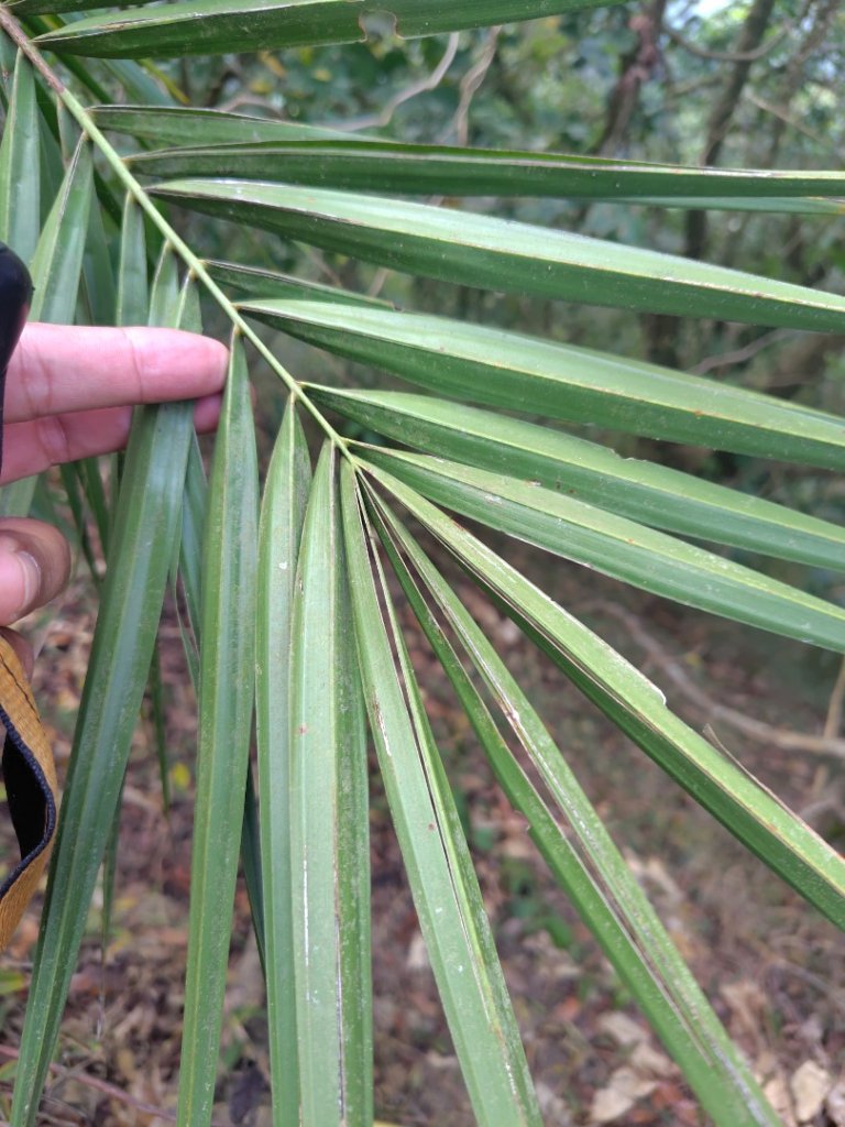 大棟山系南段 水利古道西口 上 竹高崙山 連走 鳥子嶺 坑仔內山 大崖山 下 龍目井農場_2953132