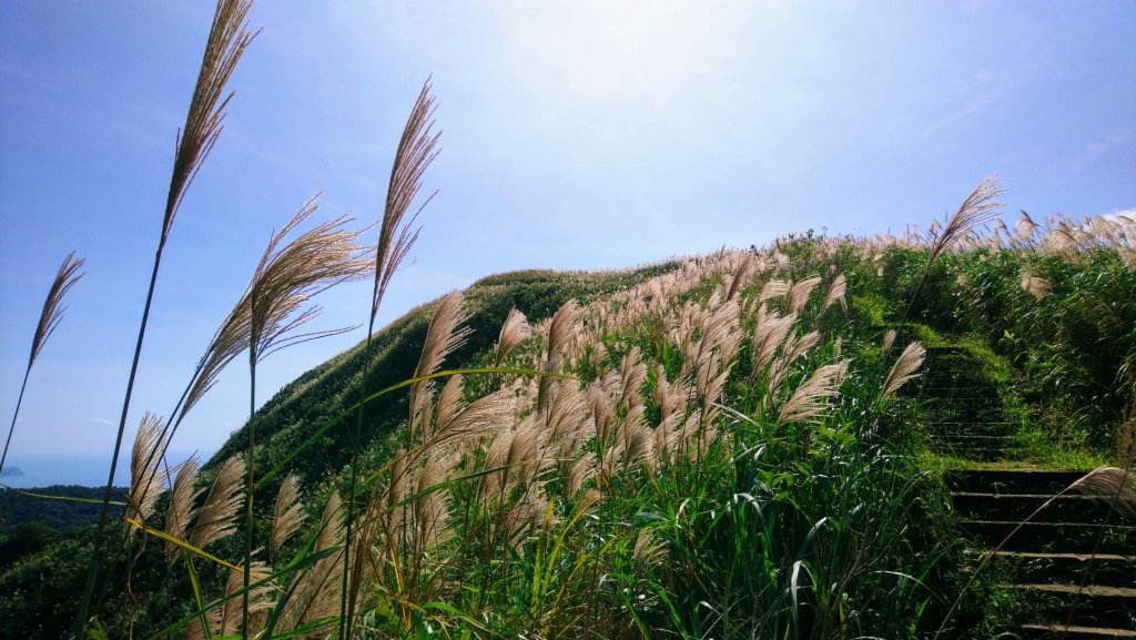 桃源谷（大里天公廟—大溪河濱公園）_735880