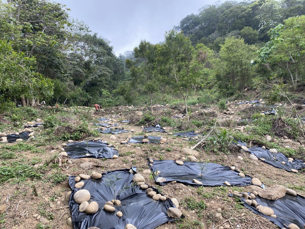 火炎山O型走_914984