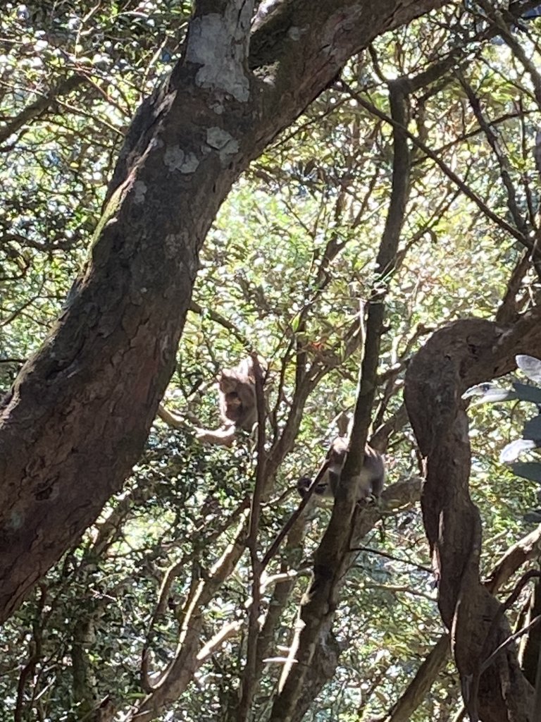 114.11.16 北得拉曼追黃金山毛櫸_2937867