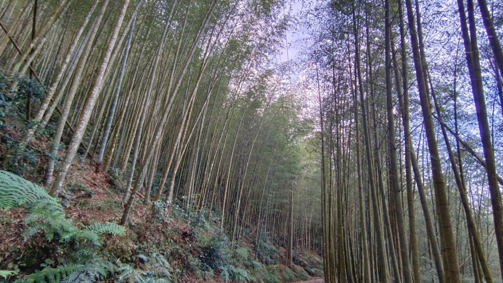 橫屏山/舊武界越山大O繞七連峰（埔里六秀之五+六）_1899214