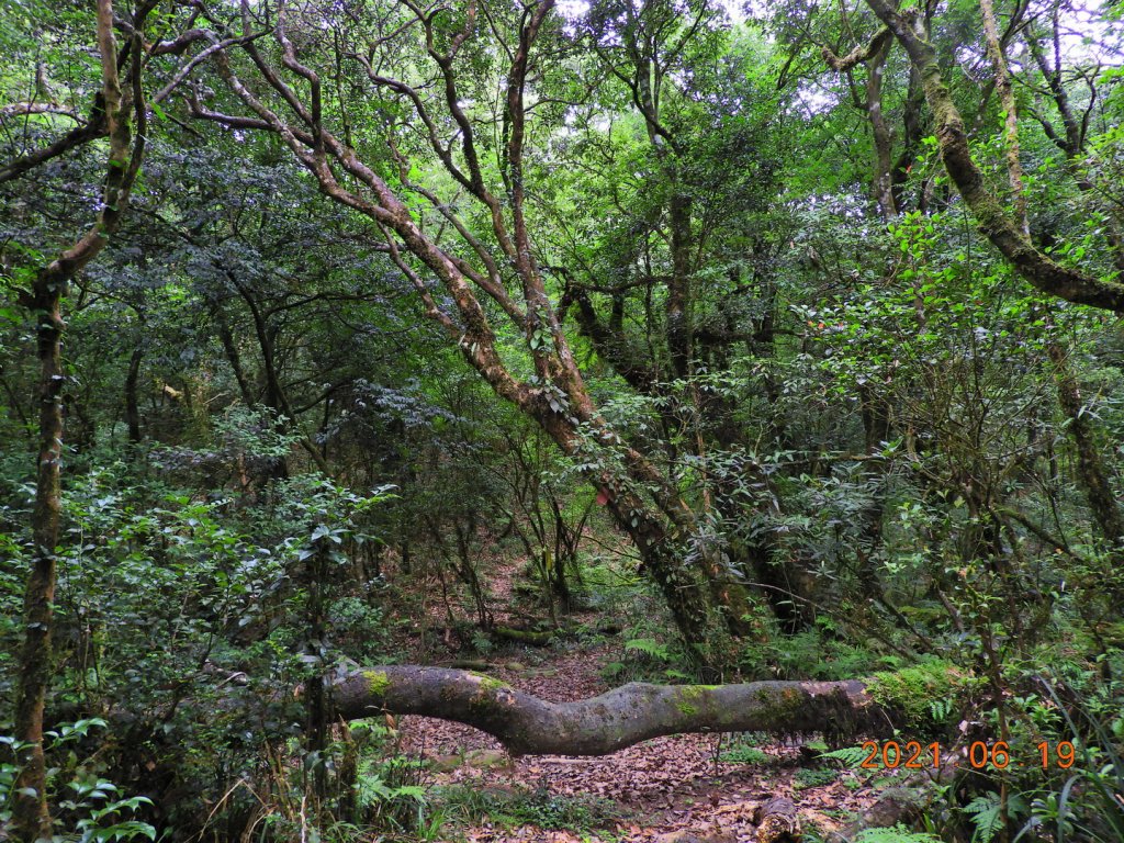 宜蘭 南澳 安平坑林道 - 蘭崁山_1417336