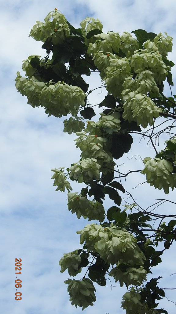 蝶戀花?! 花蝶戀?!_1410505