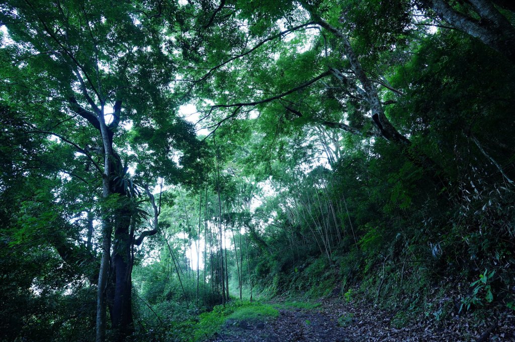 苗栗 泰安 南坑山_2808587