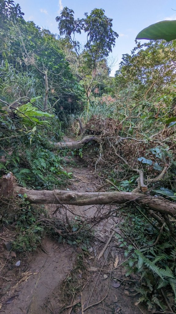 草嶺古道 灣坑頭山封面圖