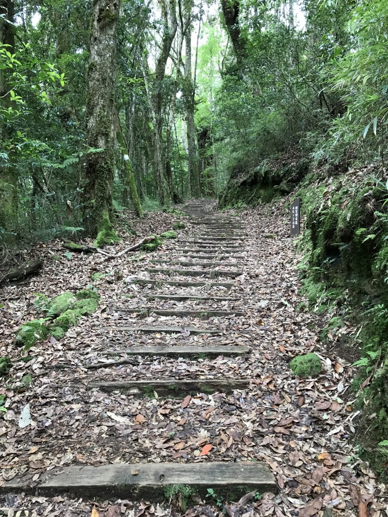 109年6月26日特富野古道_1027220