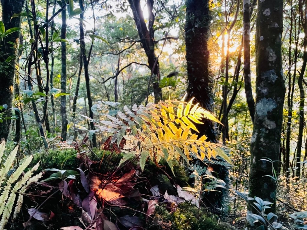 【內鳥嘴山】金黃色山毛櫸_1202558