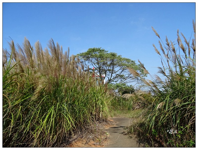 茄苳崑尾山(九華山)_1536744