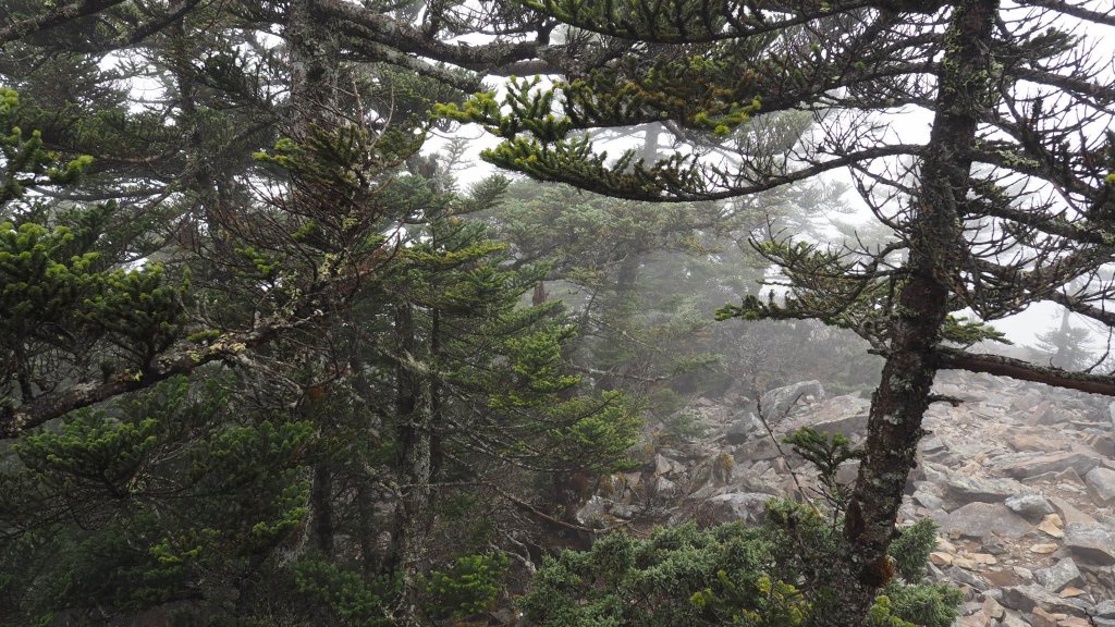 春雷、春雨、春雪、外加冰霰的意外玉山之美_897182