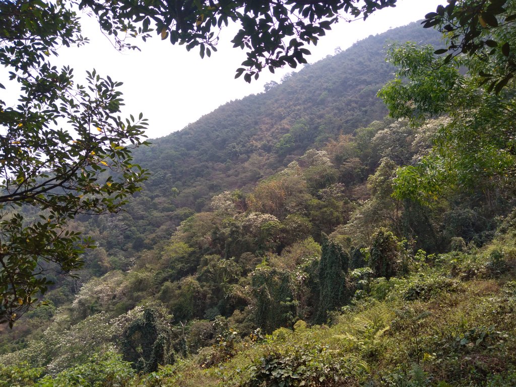 2023/4/23 尾寮山油桐花開了封面圖