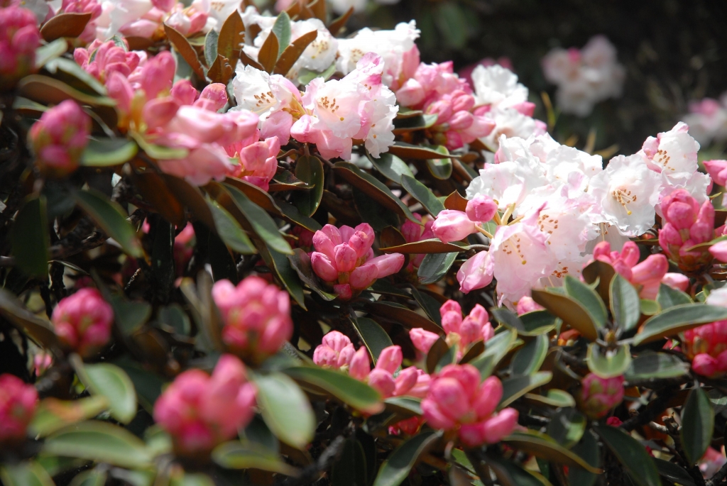 [山岳之美]南湖杜鵑現形記封面圖