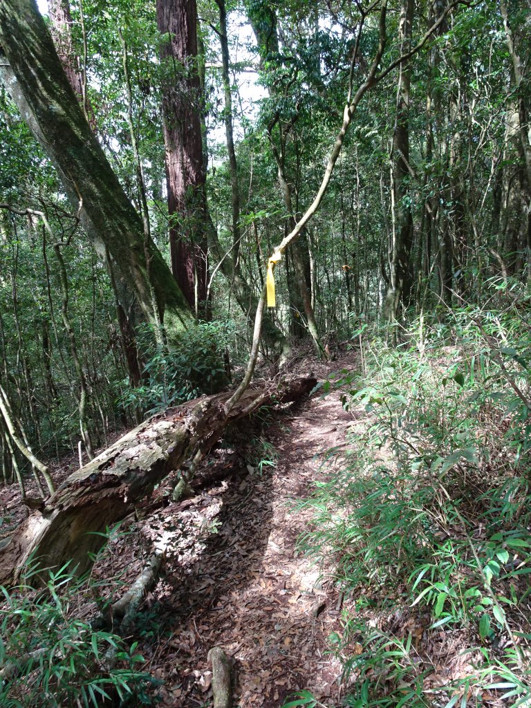 2022年02月13日(彰山協)南投日月潭四兄妹之中級山~大尖山縱走水社大山_1613437