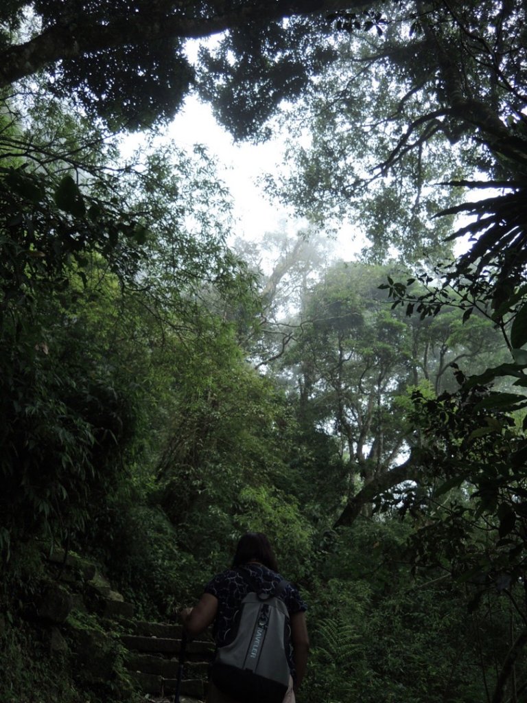 溪頭賞鳥天文台之神木嘿嘿妖怪村_480786