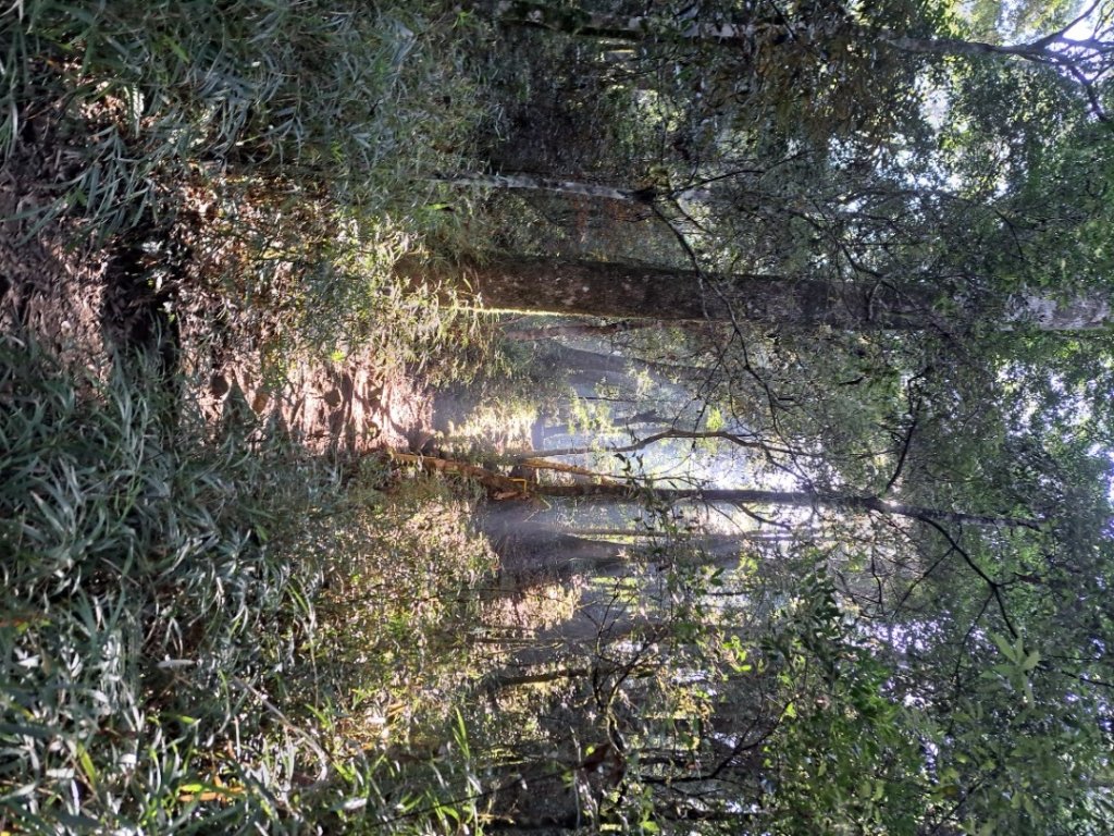 新竹十八尖山，飛鳳山，觀日坪，五指山，鵝公髻山步道封面圖