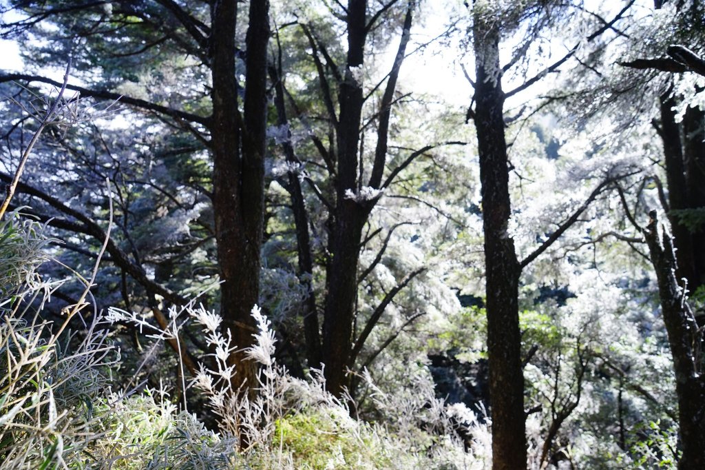 百岳單攻 | 霧淞西巒_1234172