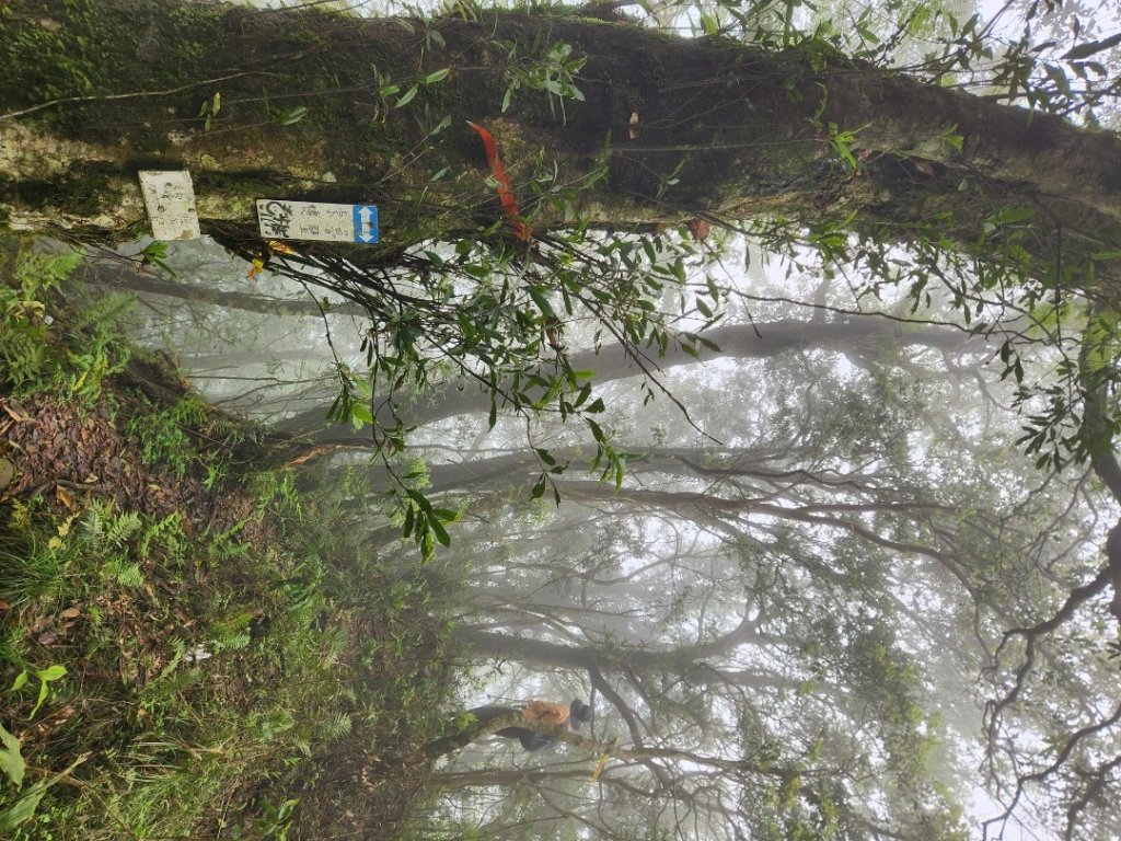 【中級山縱走】魯壁山，東穗山，大島田山，宇老觀景台_2771645