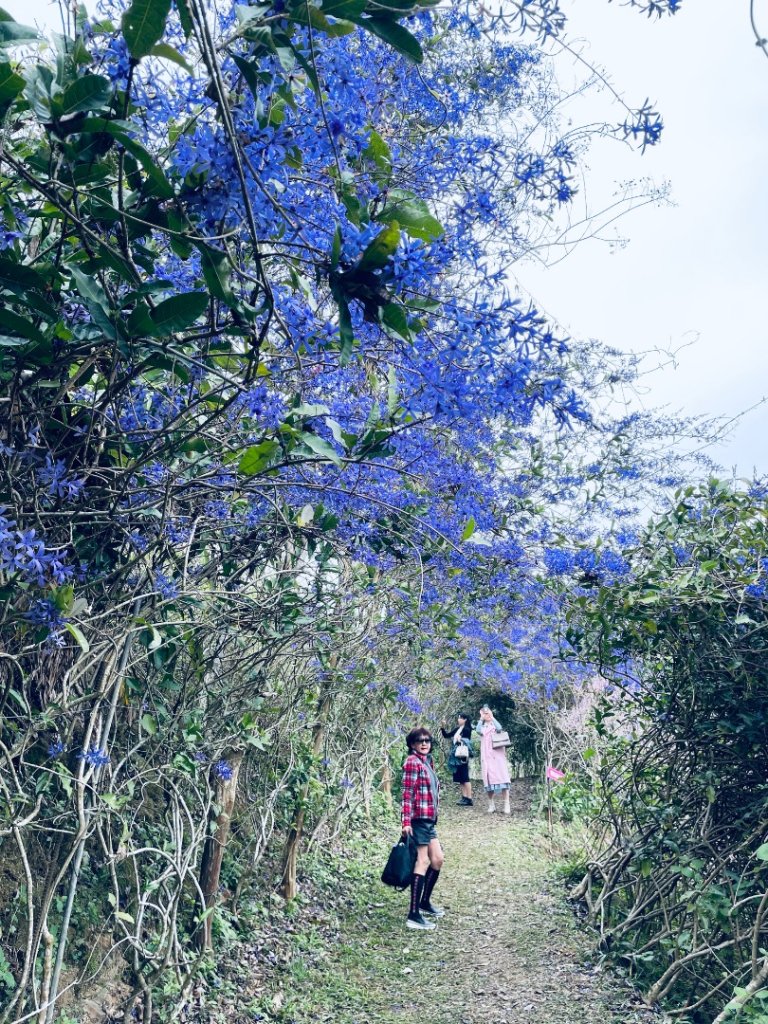 20250224 南投粉紅山丘麝香木秘境封面圖