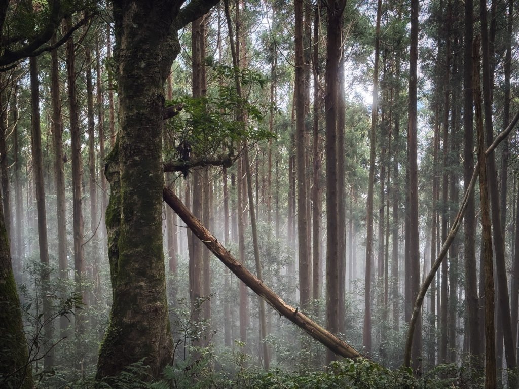 高島P型縱走-夢幻的杉林營地封面圖