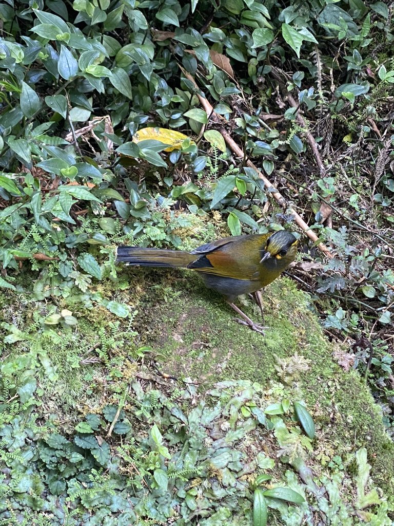 20240420 溪頭自然教育園區_2485352