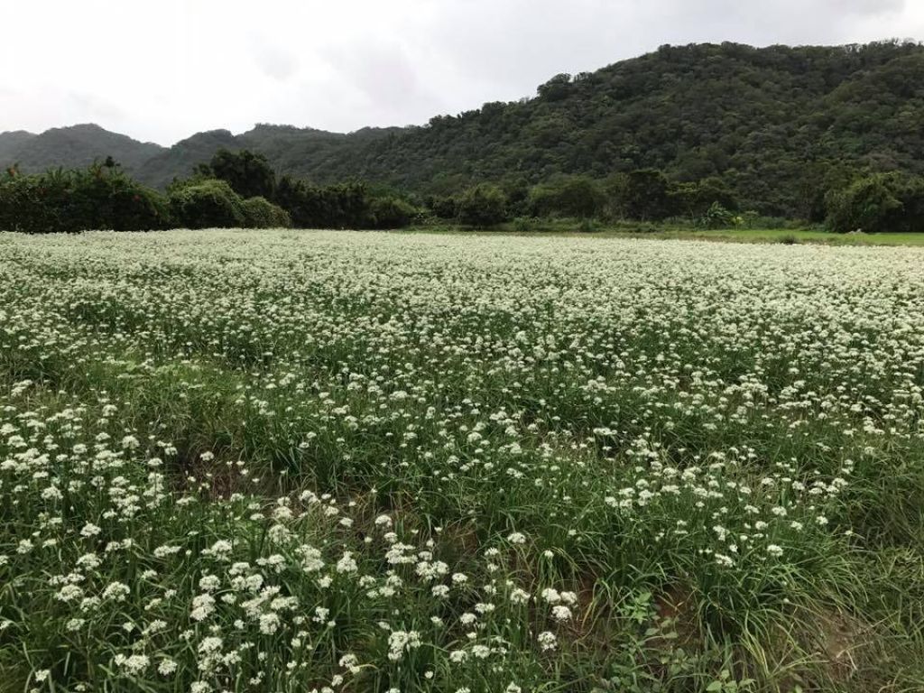 2018-0915大溪韭菜花田_414689