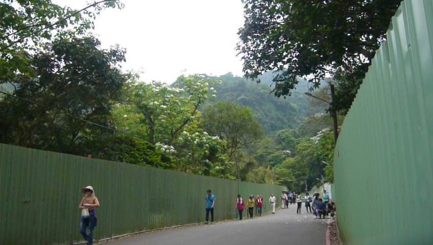 土城桐花公園_925647