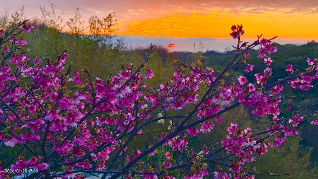 #平菁街 #鵝尾山梯田 #廣佑聖王廟 #寒櫻巷 #夕陽 1/24&25_2987721