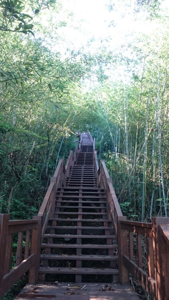 后里鳳凰山+觀音山步道_363041