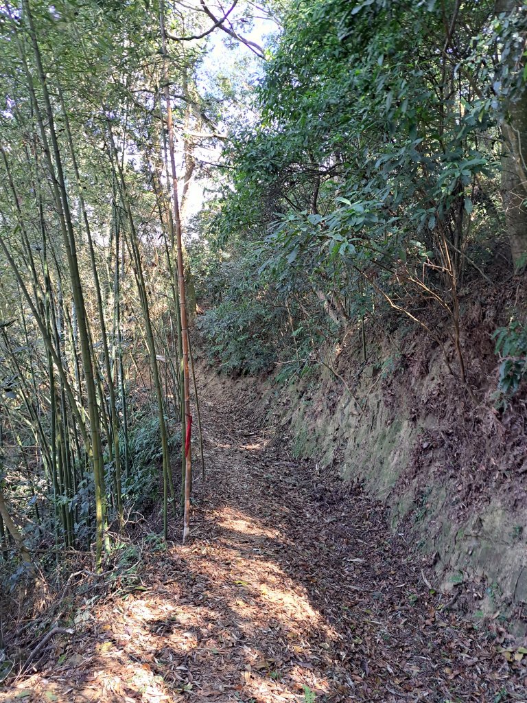 竹山八通關古道社寮段+陳東坑山+溪洲大山ｄ型走20230219_2037441