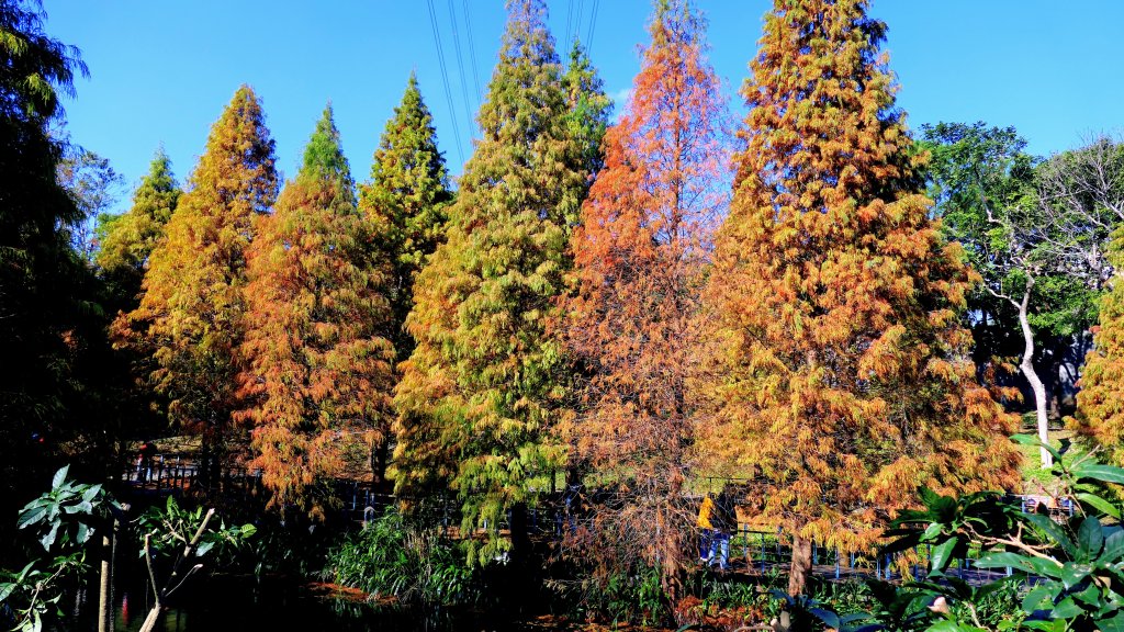 長庚養生村落羽松封面圖