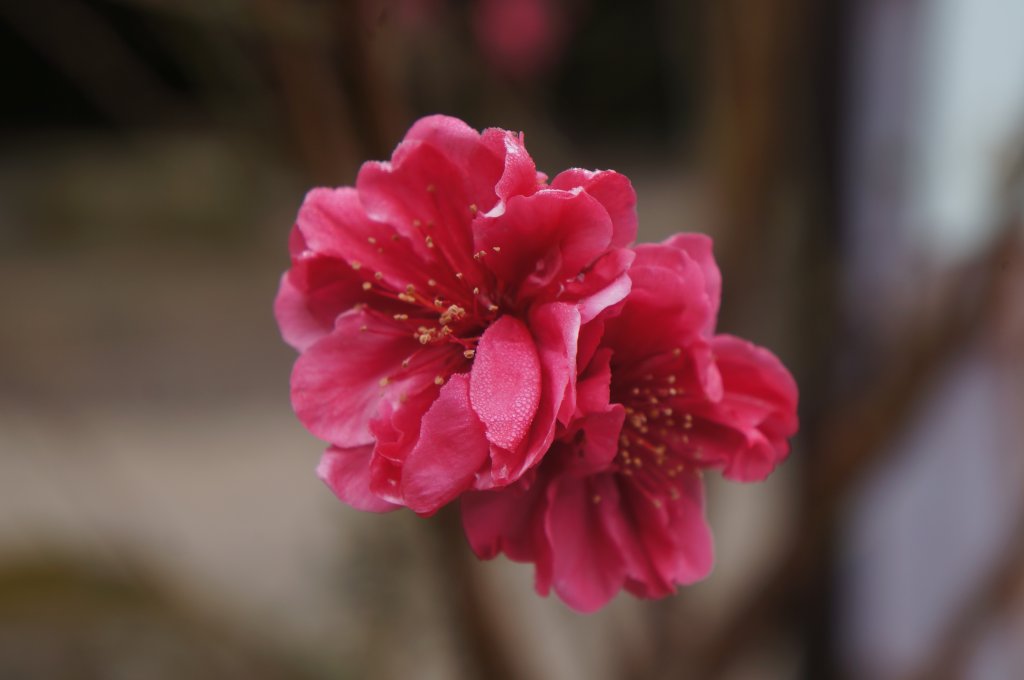 現在來石壁風景區九芎神木區賞花正是時候！_1614768