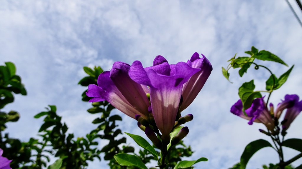 今天，我想來點飛鳳山，叮咚。_1142074