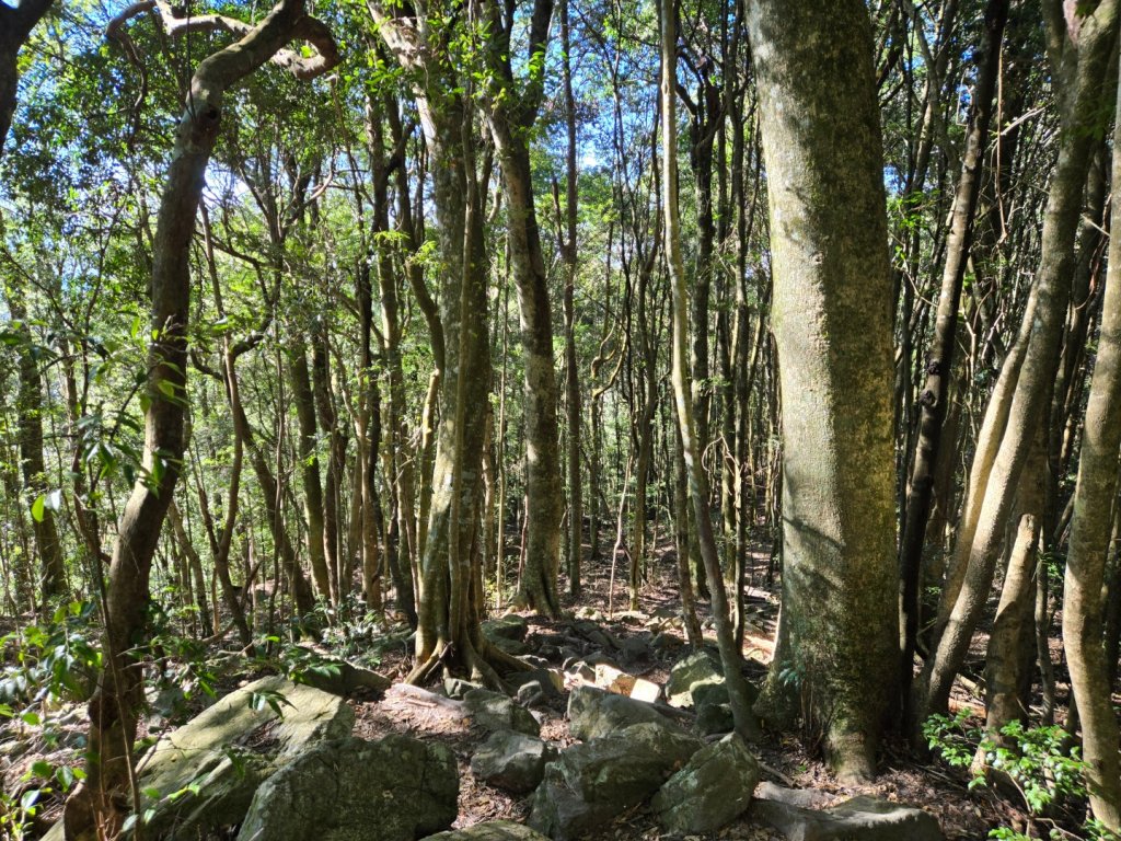 屋我尾山（谷關七雄）_2664176