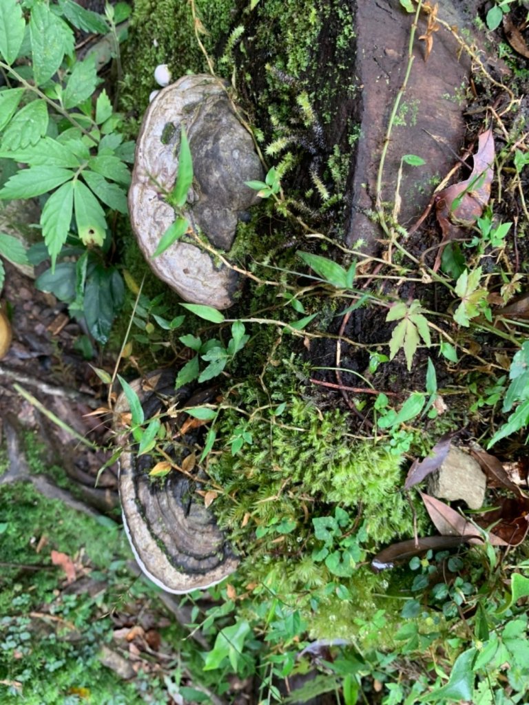 揭開神秘湖面紗_687184