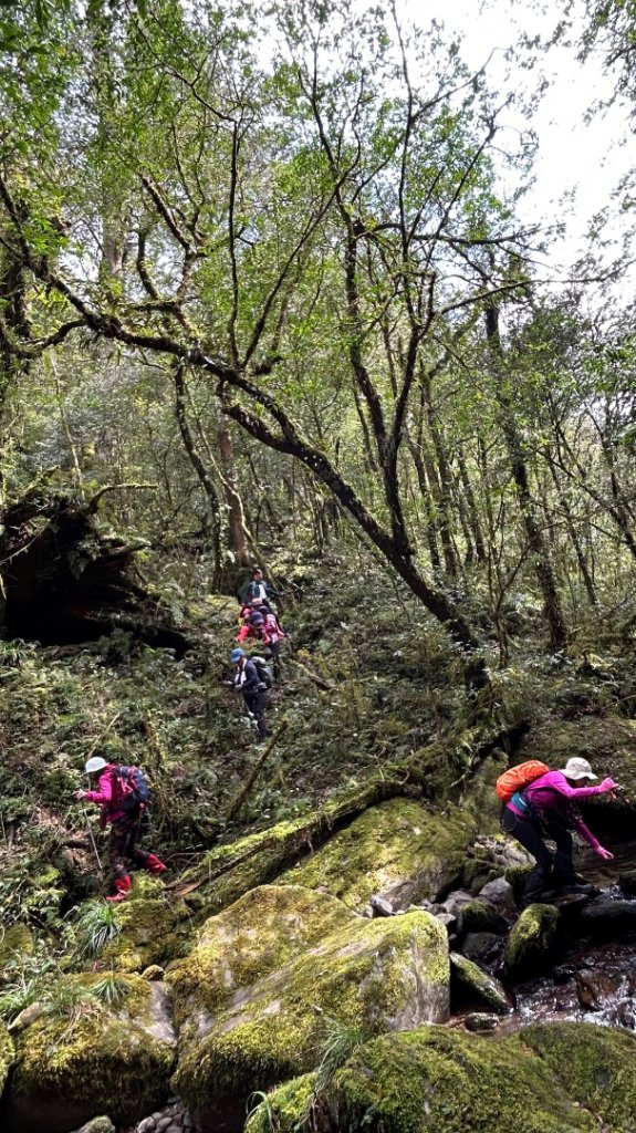 復興赫威神木_2748186