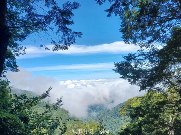 【台中和平】筆直的杉林.林相優美。 橫嶺山x沙連山P型_2869019