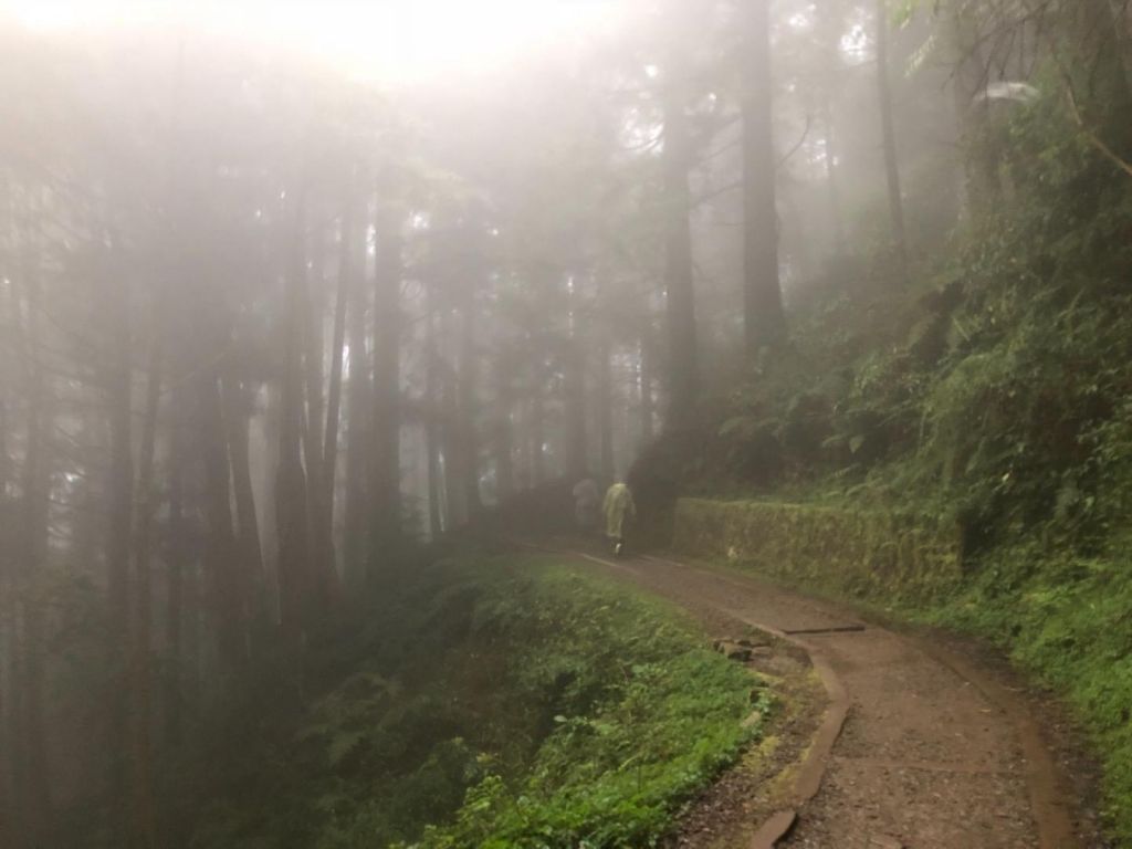 特富野古道登自忠山、東水山、北霞山_313248