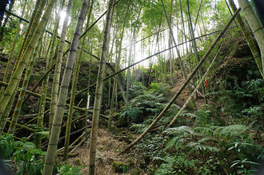 南投 鹿谷 龍鳳山、龍鳳峽山、三叉崙山、水桶寮山、內樹皮山、羊頭崙山、志騰山、竹崙山、溪頭山_2962288