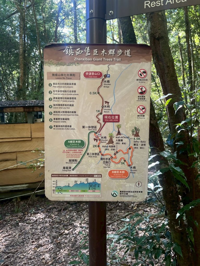 新竹 尖石 鎮西堡巨木群步道A線巨木群 毒龍潭_2884738