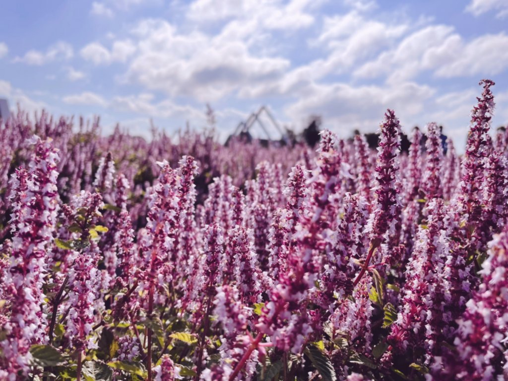 【桃園】紫爆來襲！戀戀仙草花封面圖