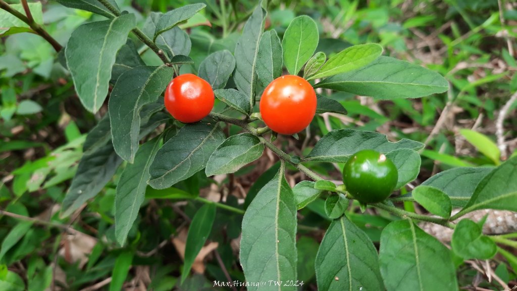 《苗栗》茶園古道｜三義登三義山慈濟山（三通嶺啟登）20240405_2472157