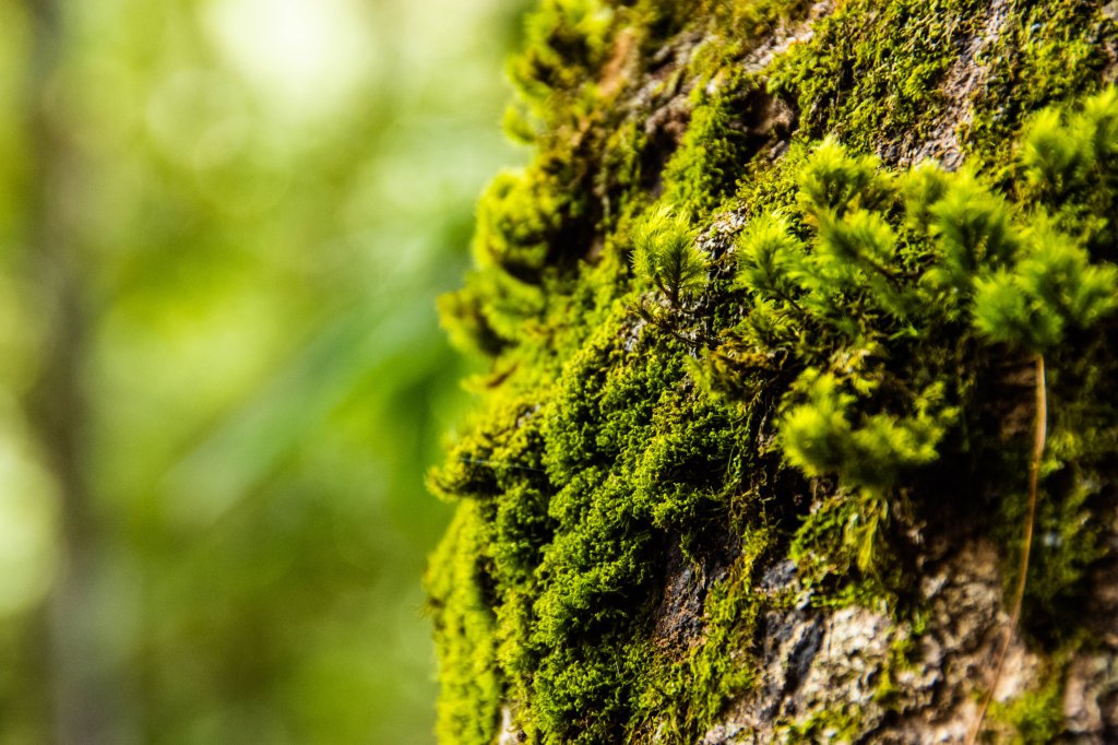 稍來山楓葉林_2960877