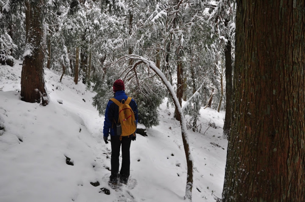 東眼山國家森林遊樂區 賞雪趣 _30114