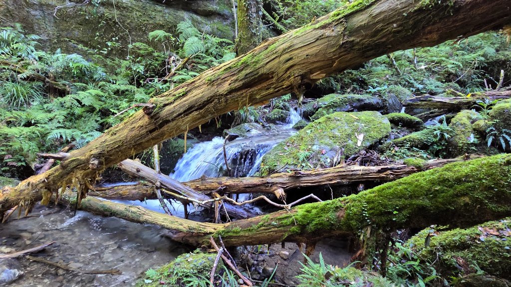 東北季風起遊走雲瀑和山毛櫸間的啦卡山與北插天山登山行_2951098