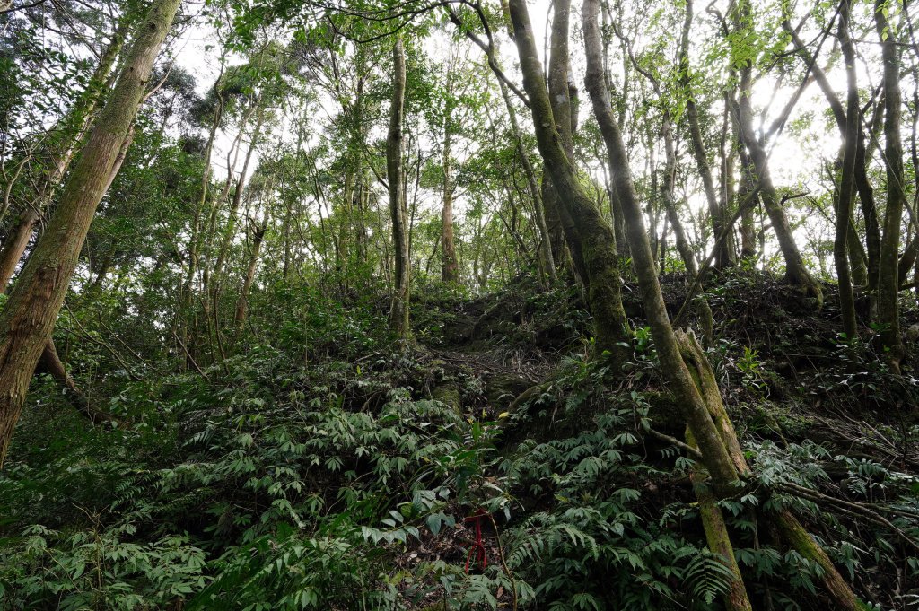 新北 烏來 大桶山、火燒樟山_2728789
