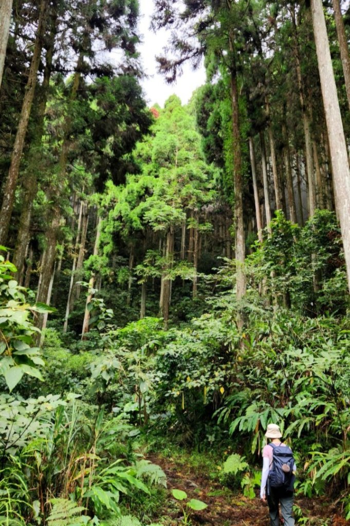 【中級山】有一種美，令人不想回家，新竹鵝公髻山_2744633