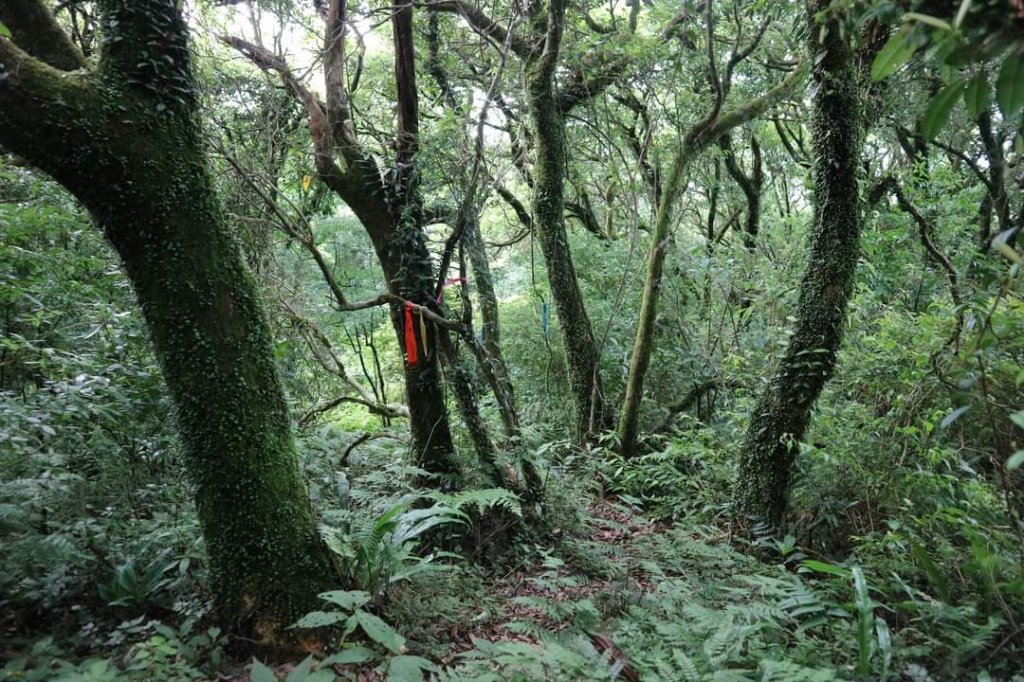 陽明山  菜公坑山 反經石   水車寮步道。林木蓊鬱  豐富的蕨類植披，絕佳避暑古道_2174045
