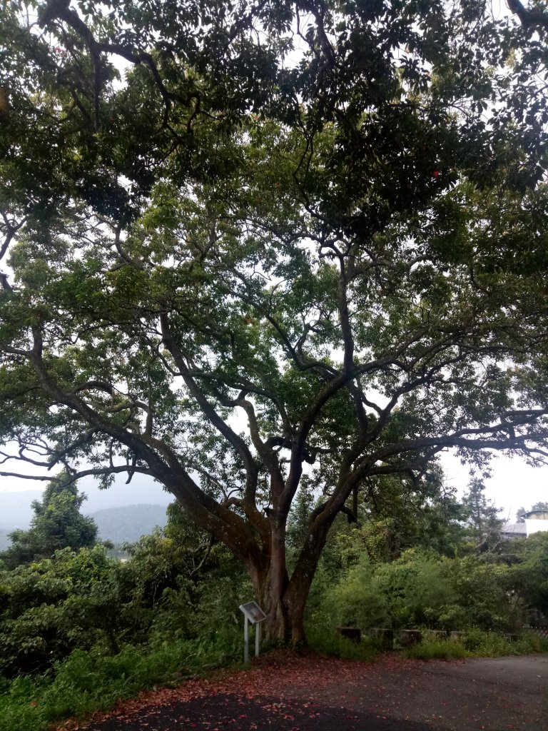 日月潭後尖山+貓囒山封面圖