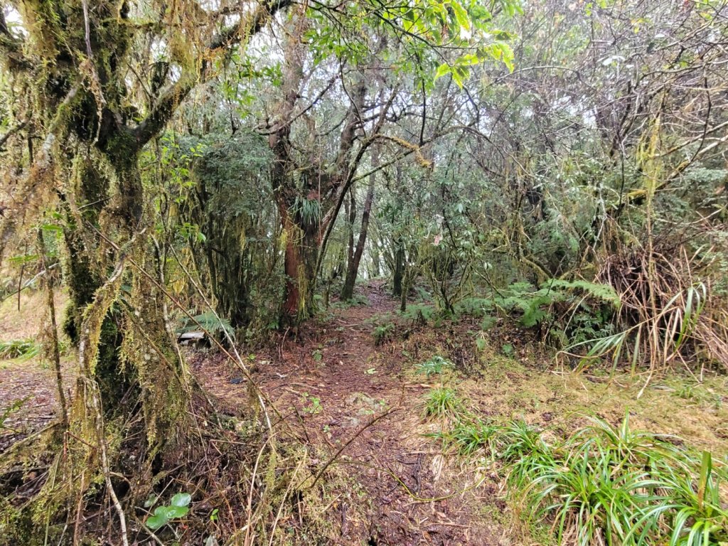 福巴越嶺古道 達觀山 檜山_2016629