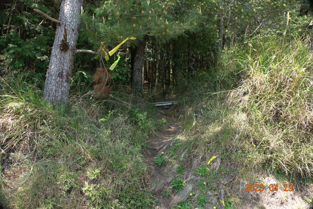 南投 仁愛 武法奈尾山_2133724